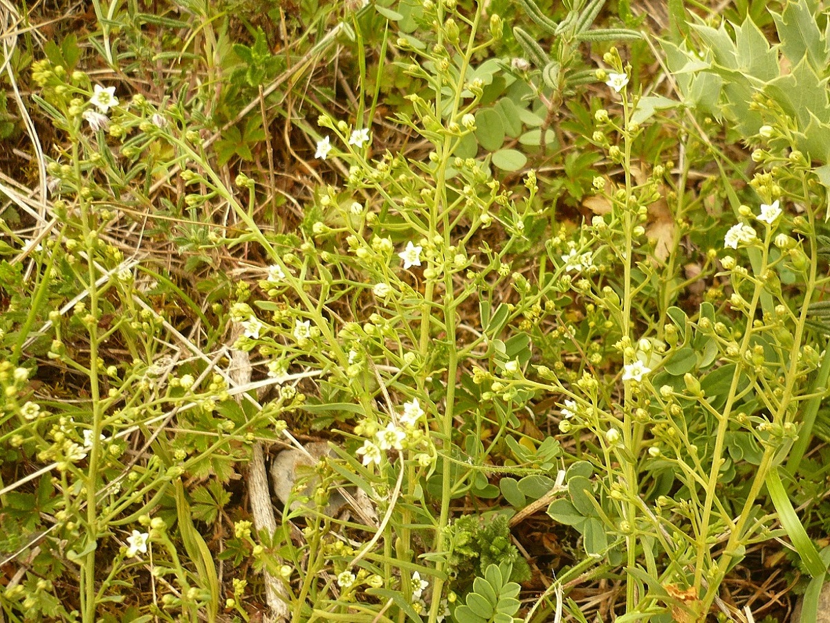 Thesium humifusum subsp. humifusum (Santalaceae)